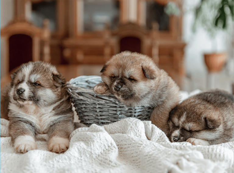 How to Pick a Puppy From a Litter