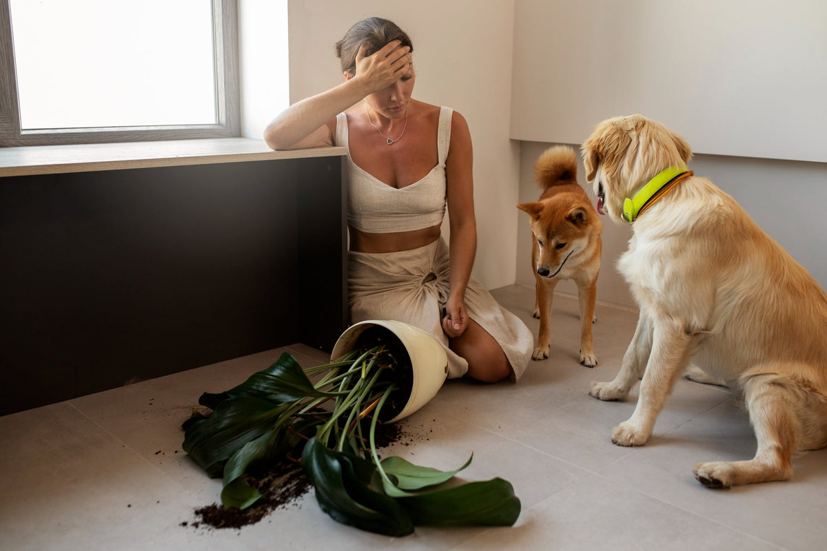 Woman sitting on the floor with her head in her hand next to a knocked-over plant pot, watched by a Shiba Inu and a golden retriever