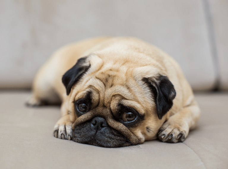 Puppy Fear Periods