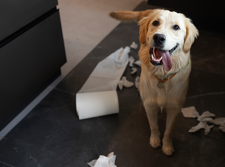 Golden retriever puppy standing over a shredded roll of toilet paper on a kitchen floor