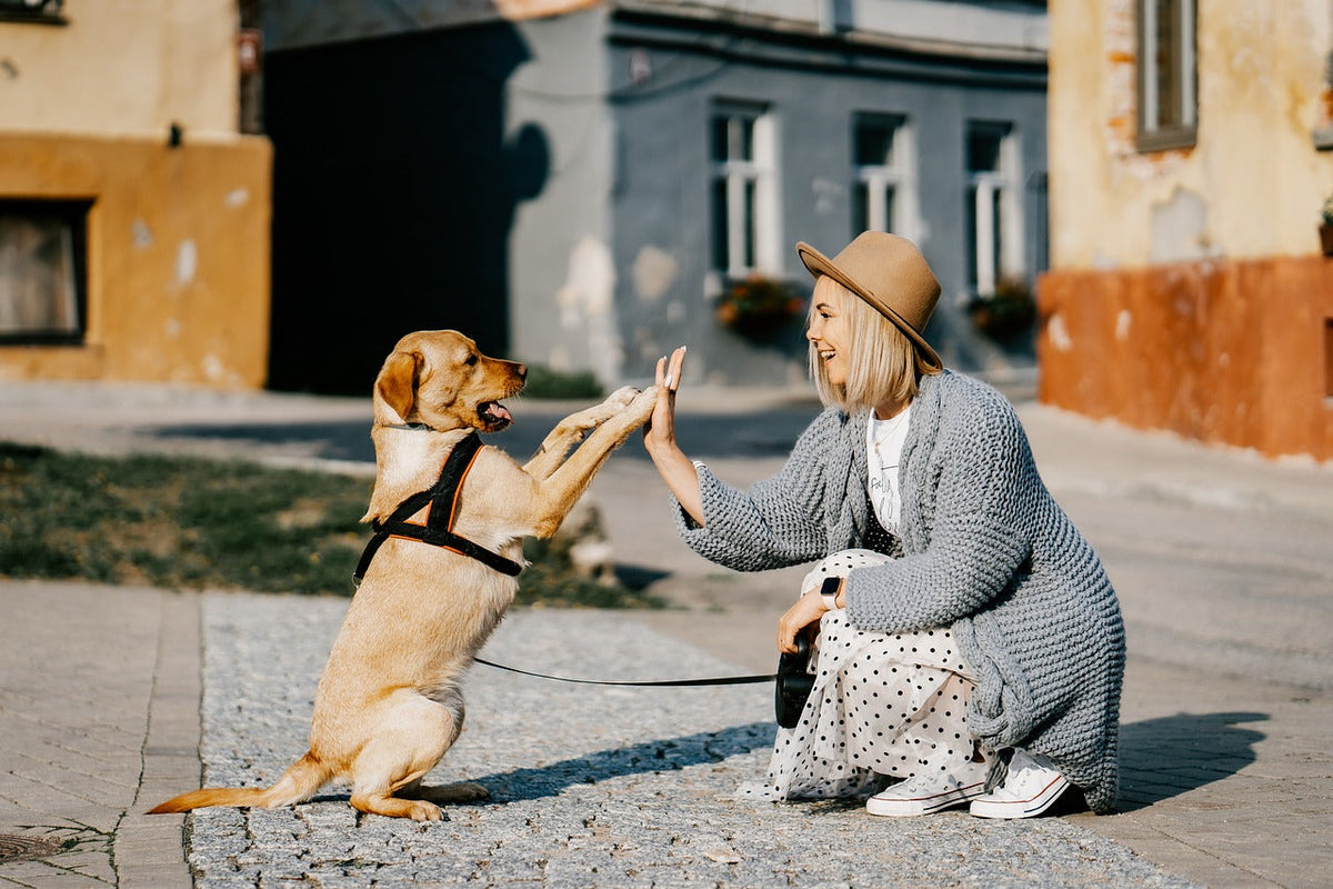 Girl playing with a puppy