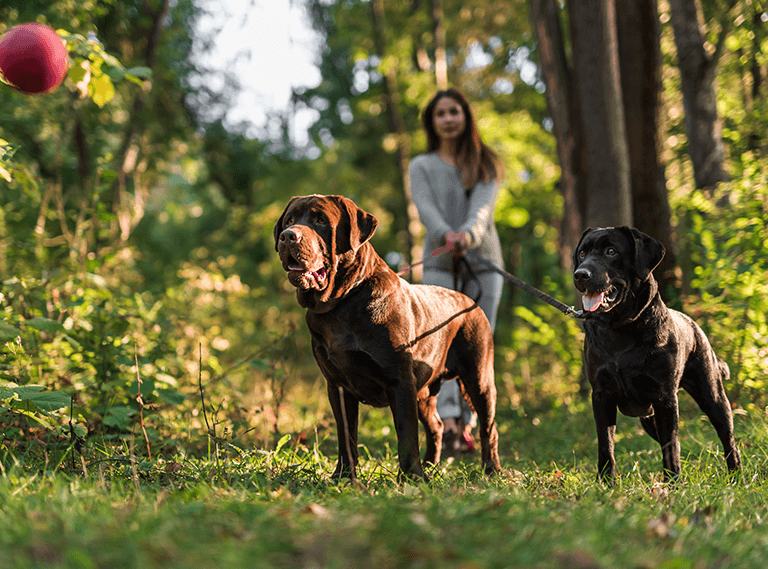 When can puppies be around other dogs?