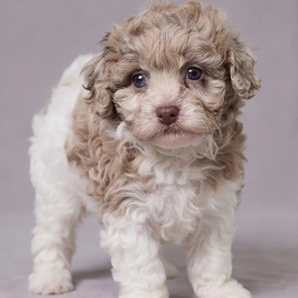 Best Puppies for First Time Dog Owners
