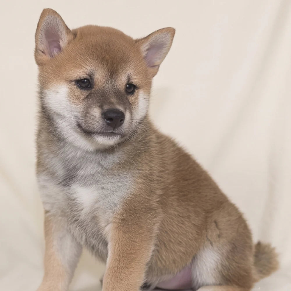 Shiba Inu Puppies for Sale