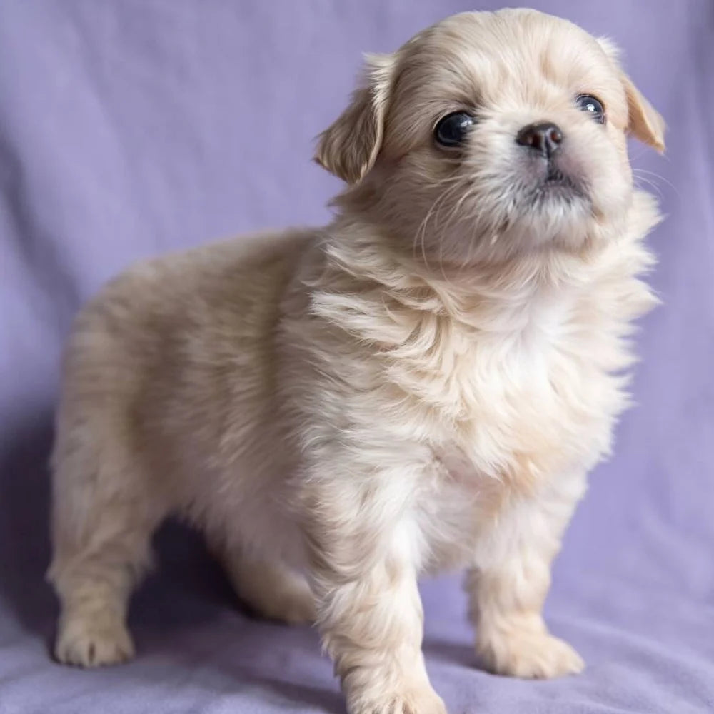 Pekingese Puppies for Sale
