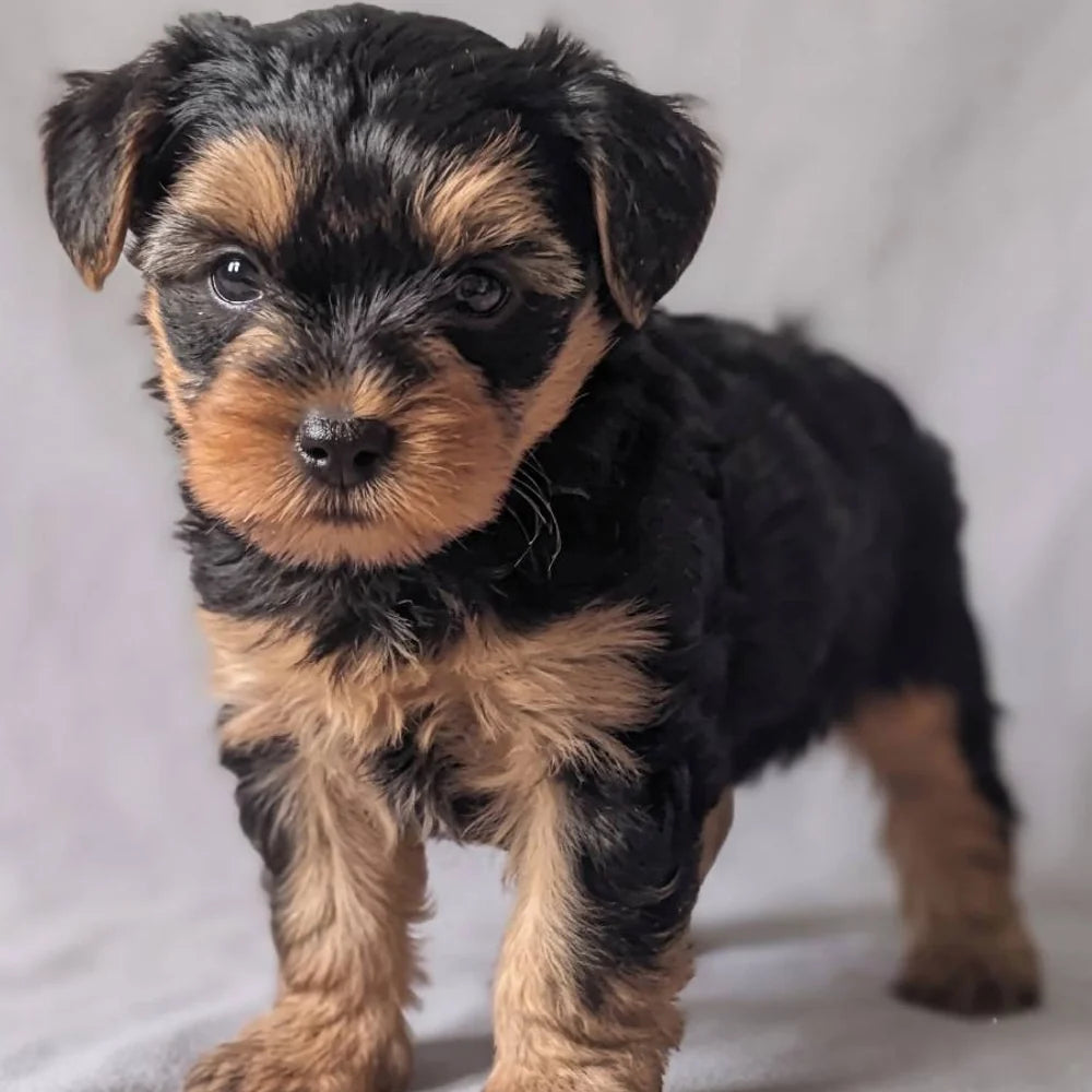 Yorkiepoo Puppies for Sale