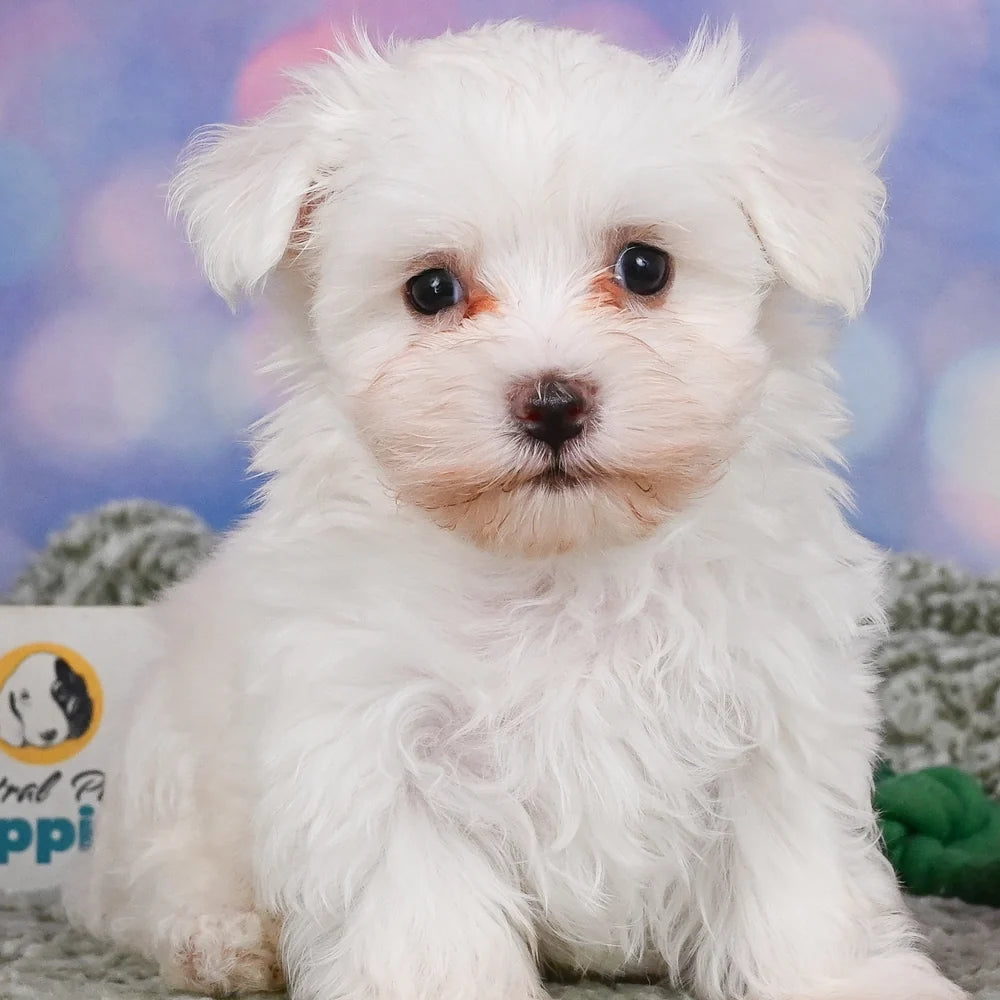 Westiepoo Puppies for Sale