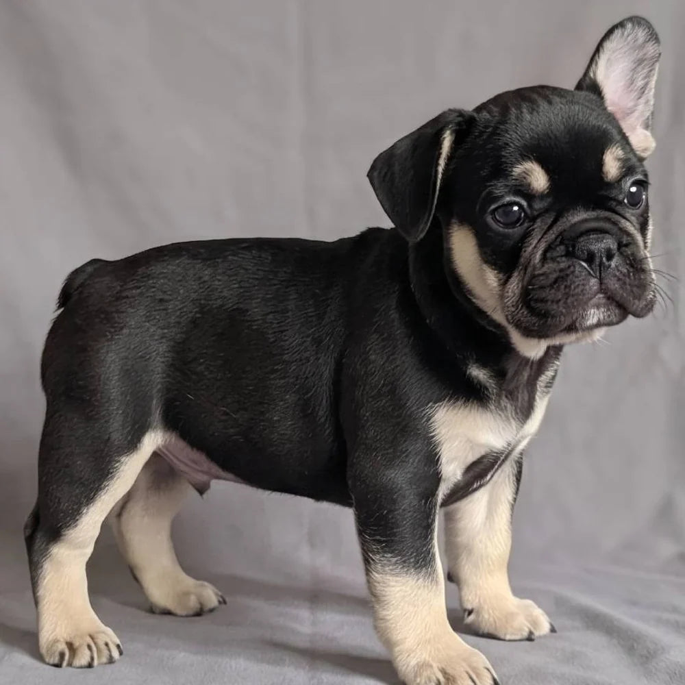 Apartment Friendly Puppies