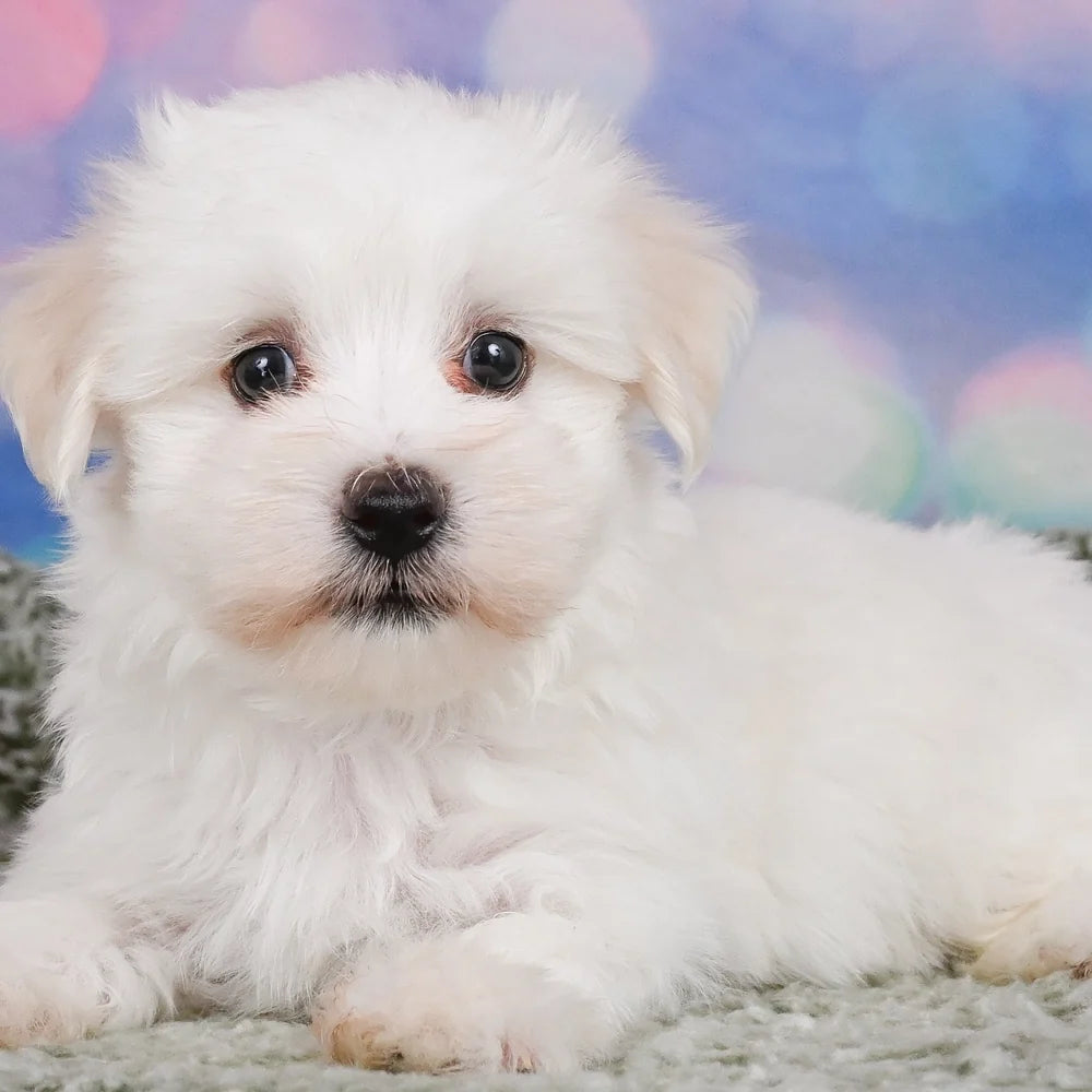 Small Dogs
