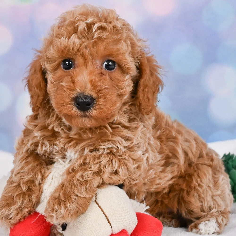 Miniature Poodle Puppies for Sale
