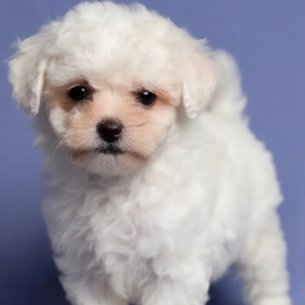 Bichpoo Puppies for Sale