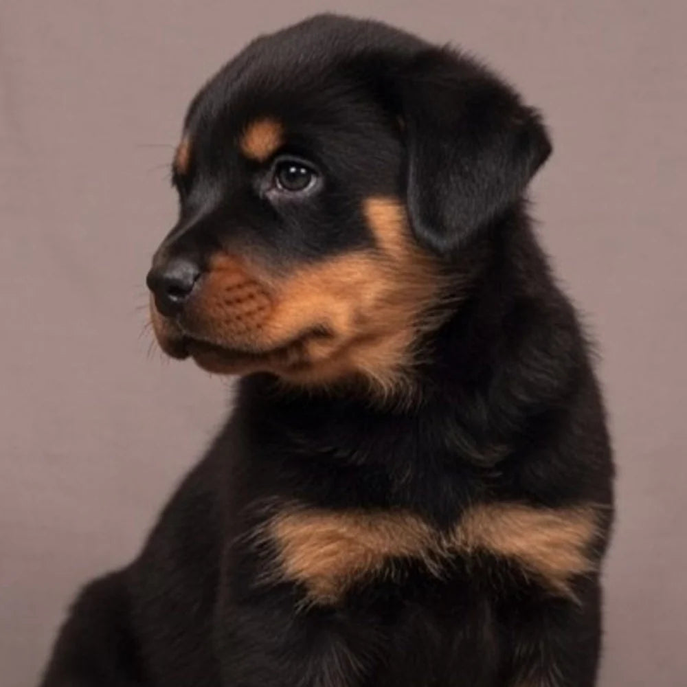 Rottweiler Puppies for Sale