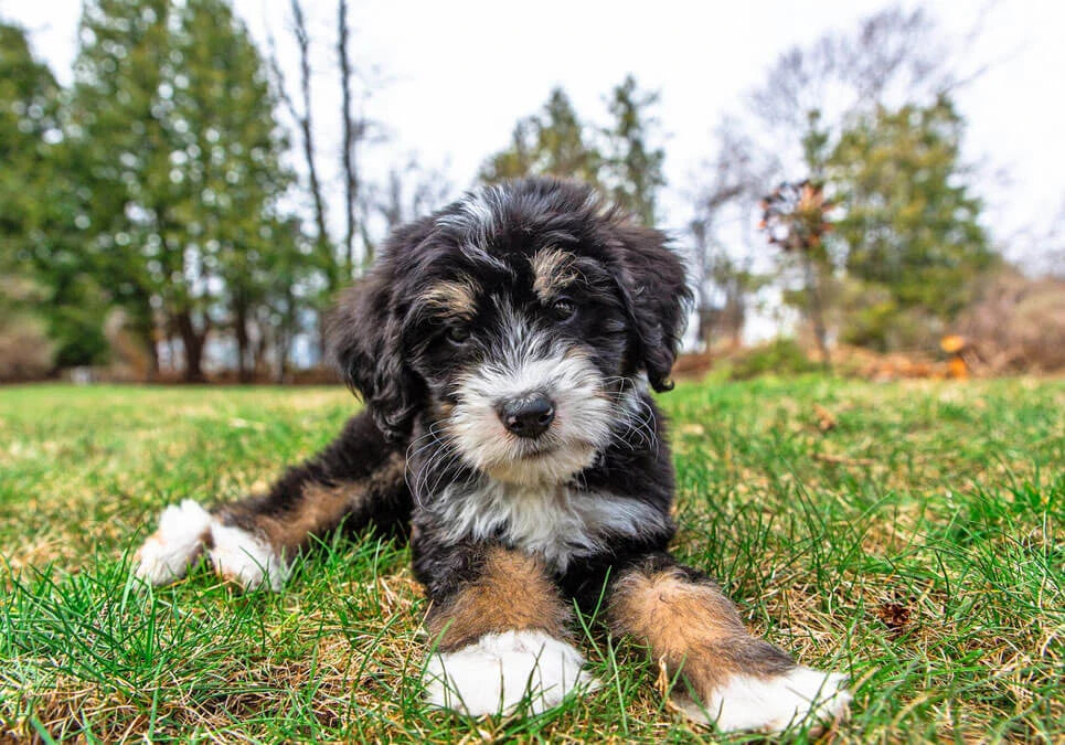 Miniature Bernedoodle Puppies For Sale