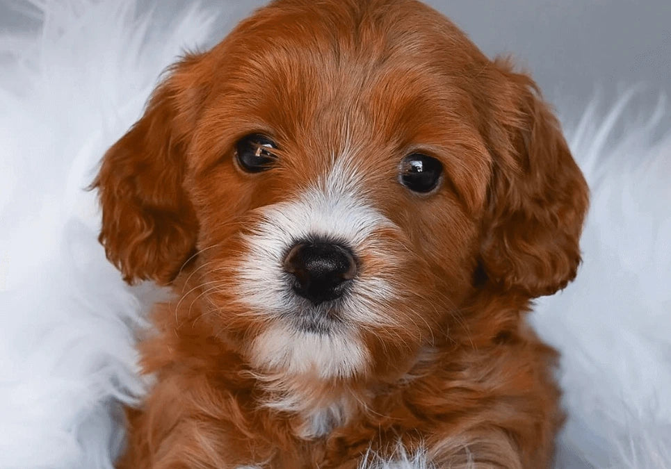 Cavapoo Puppies For Sale