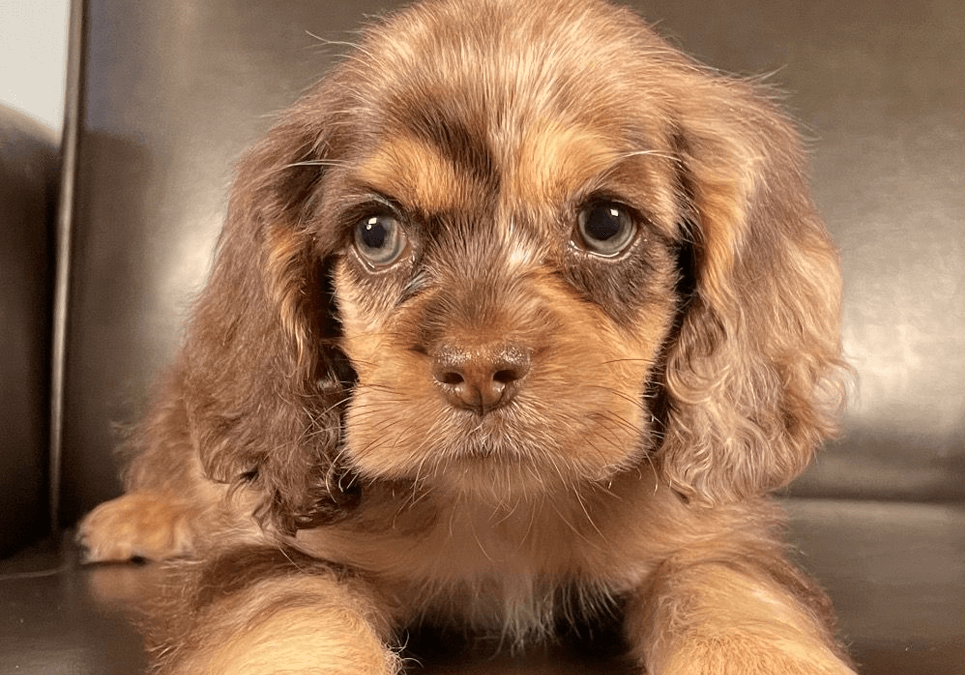 Cavalier King Charles Spaniel Puppies For Sale
