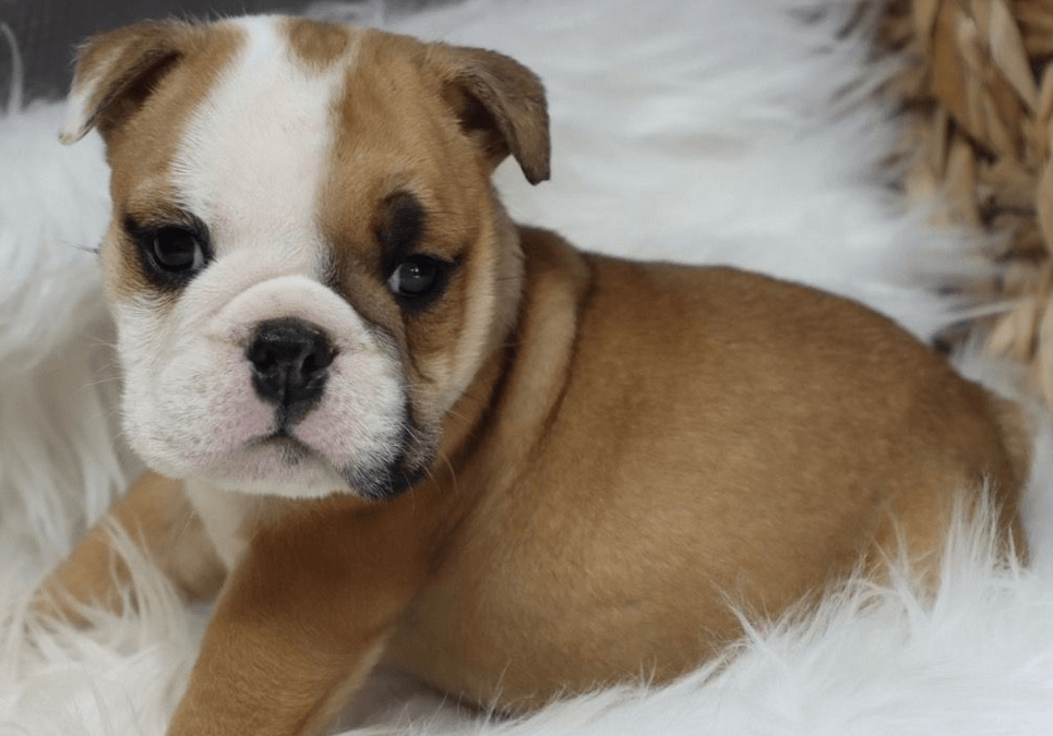 English Bulldog Puppies For Sale