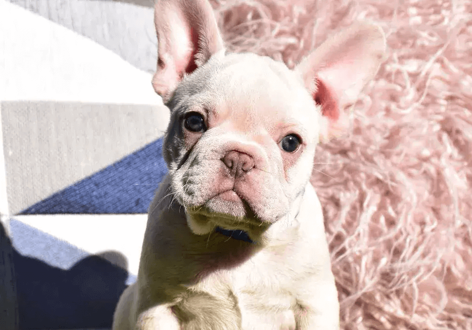 French Bulldog Puppies For Sale