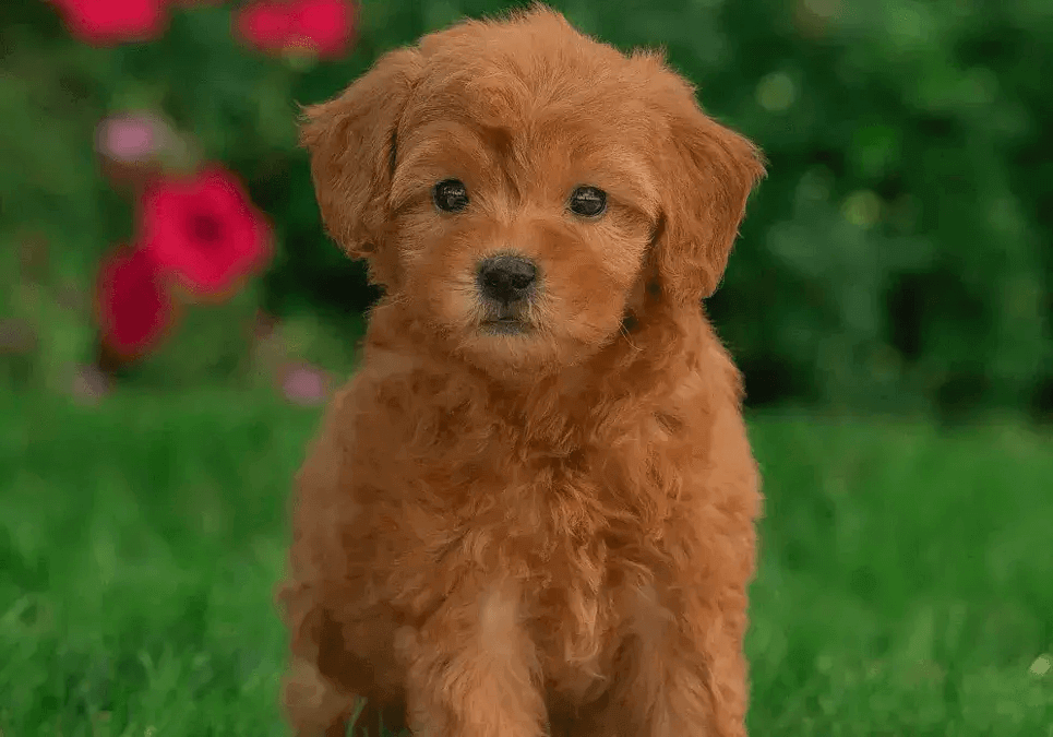 Miniature Goldendoodle Puppies For Sale
