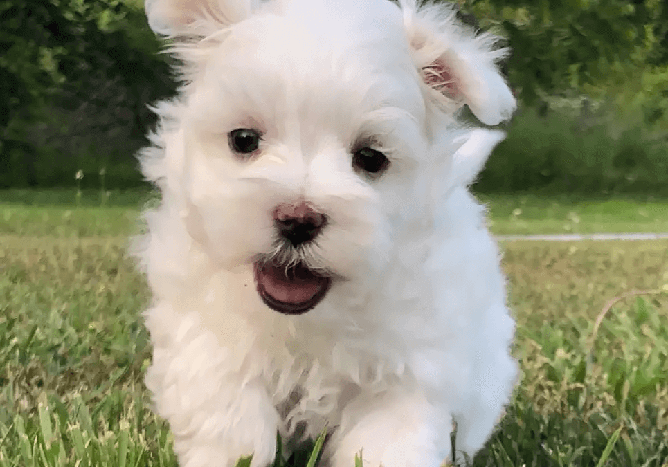 Maltese Puppies For Sale