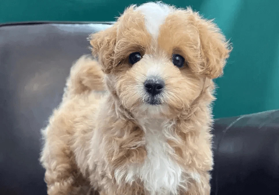Maltipoo Puppies For Sale