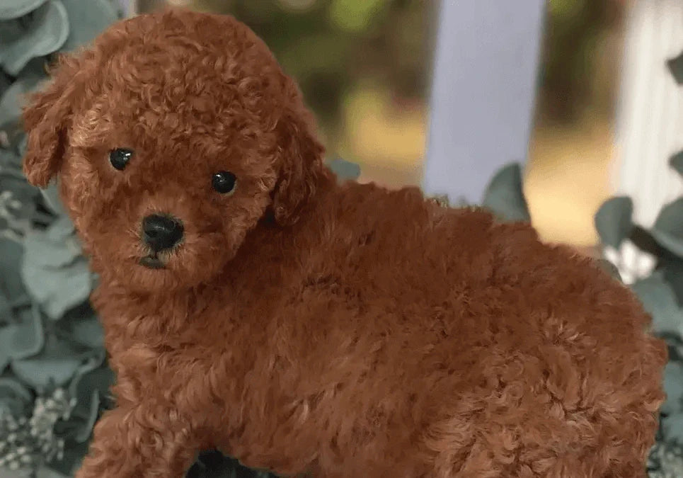 Miniature Poodle Puppies For Sale