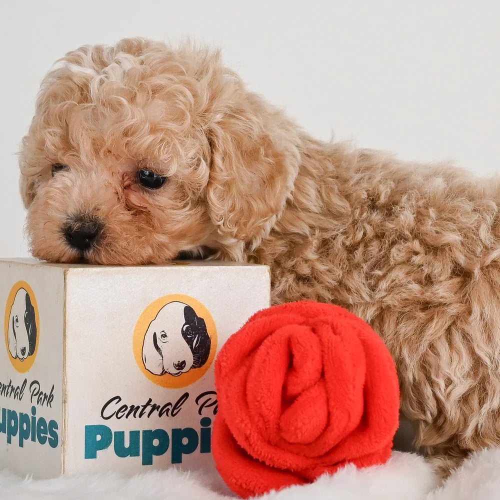 Toy Poodle Puppies For Sale