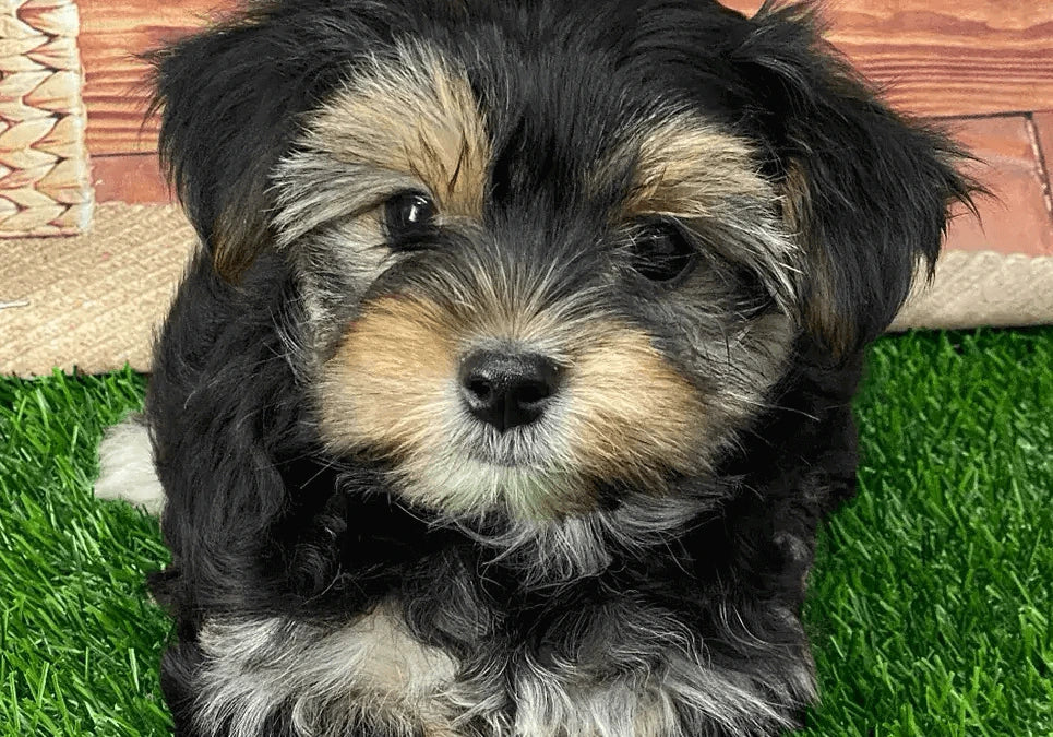 Morkie Puppies For Sale