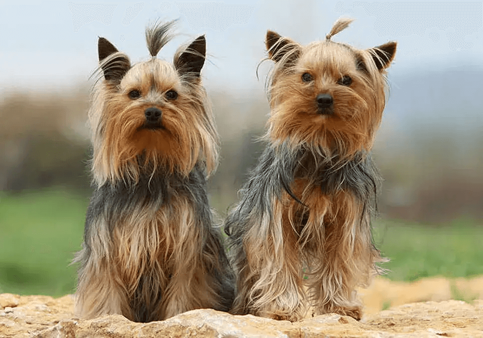 Yorkshire Terrier Puppies For Sale