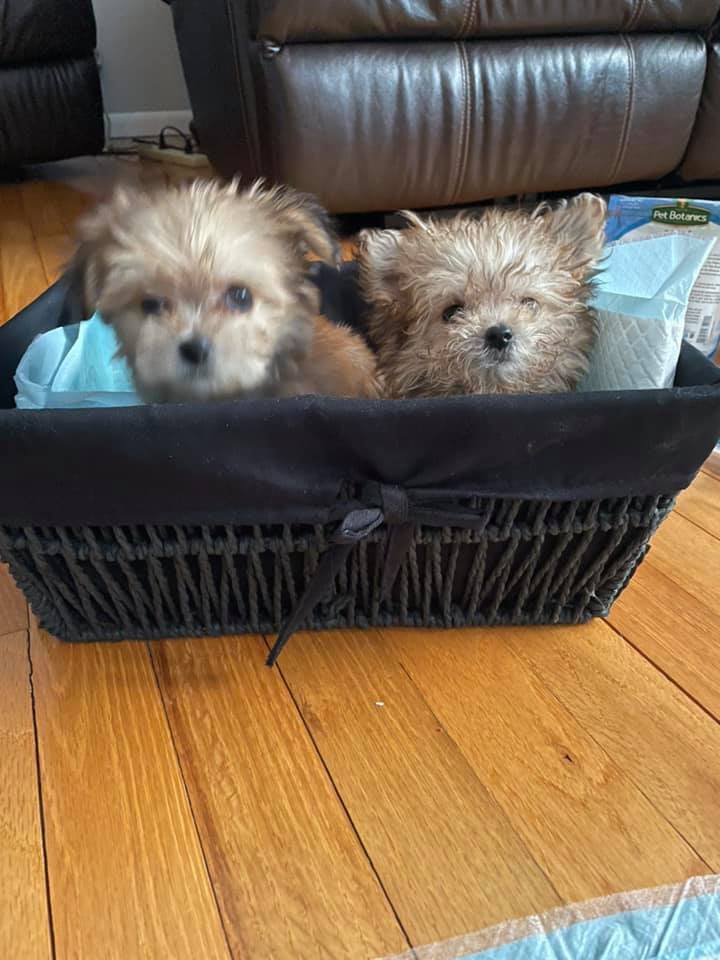 Central Park Puppies