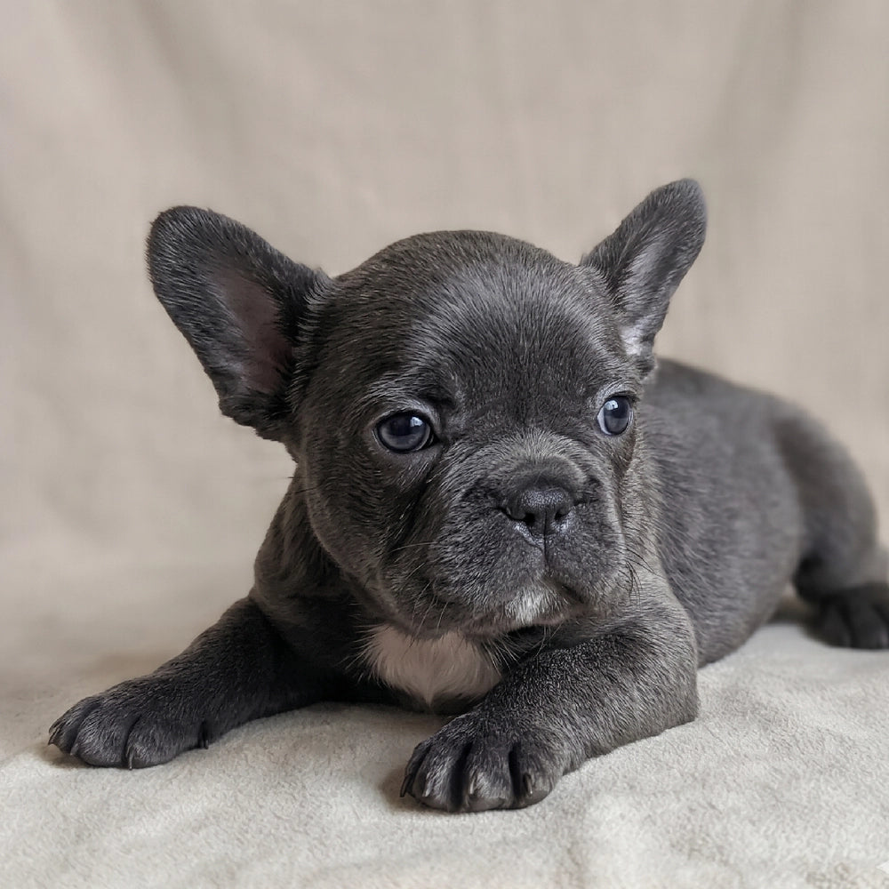Ellie