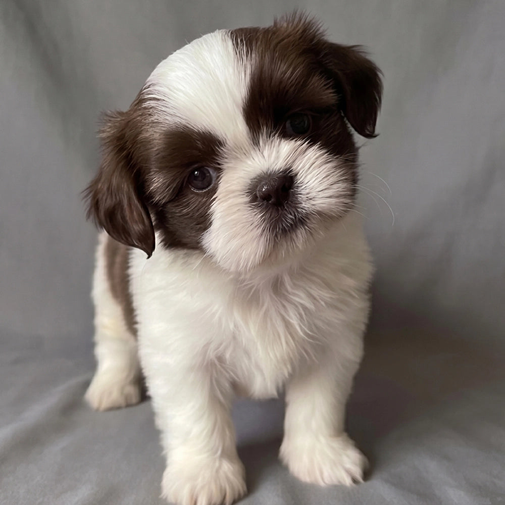 Bentley