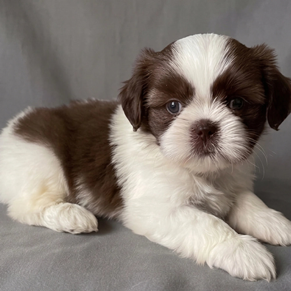 Bentley