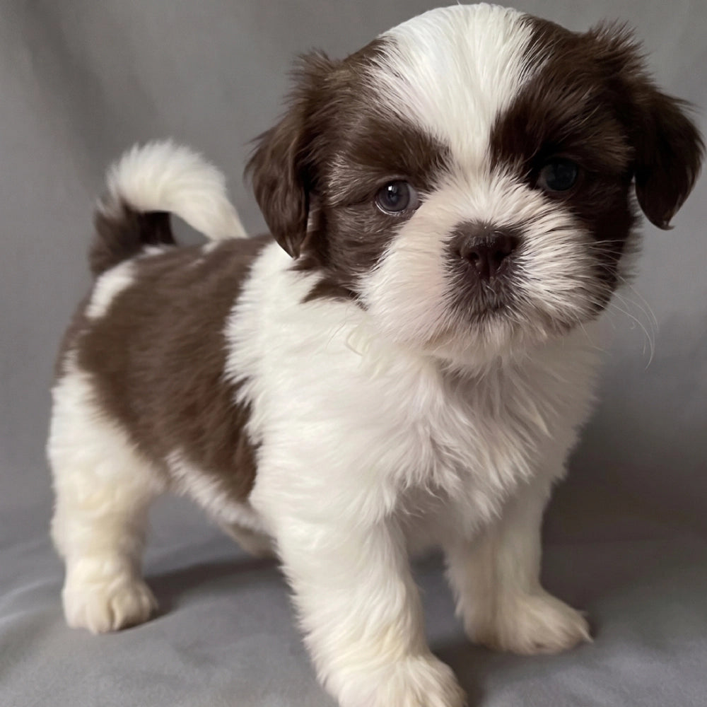 Bentley