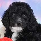 Louie