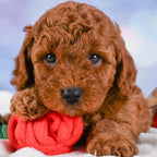 Tucker