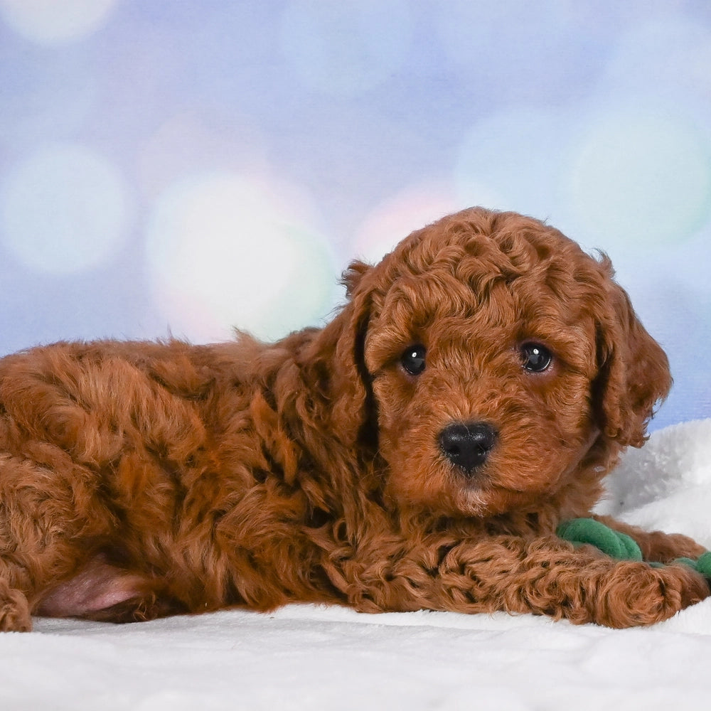 Tucker