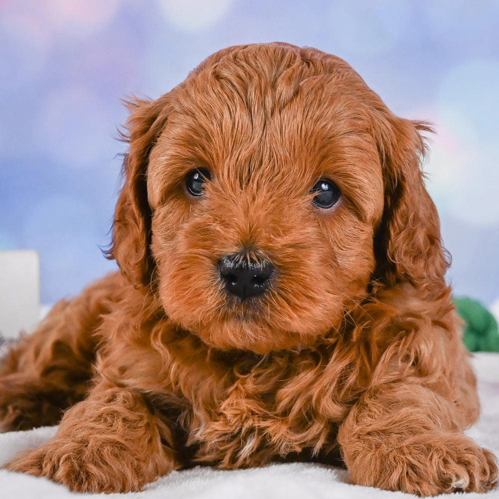 Milo