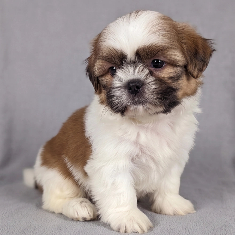 Albie