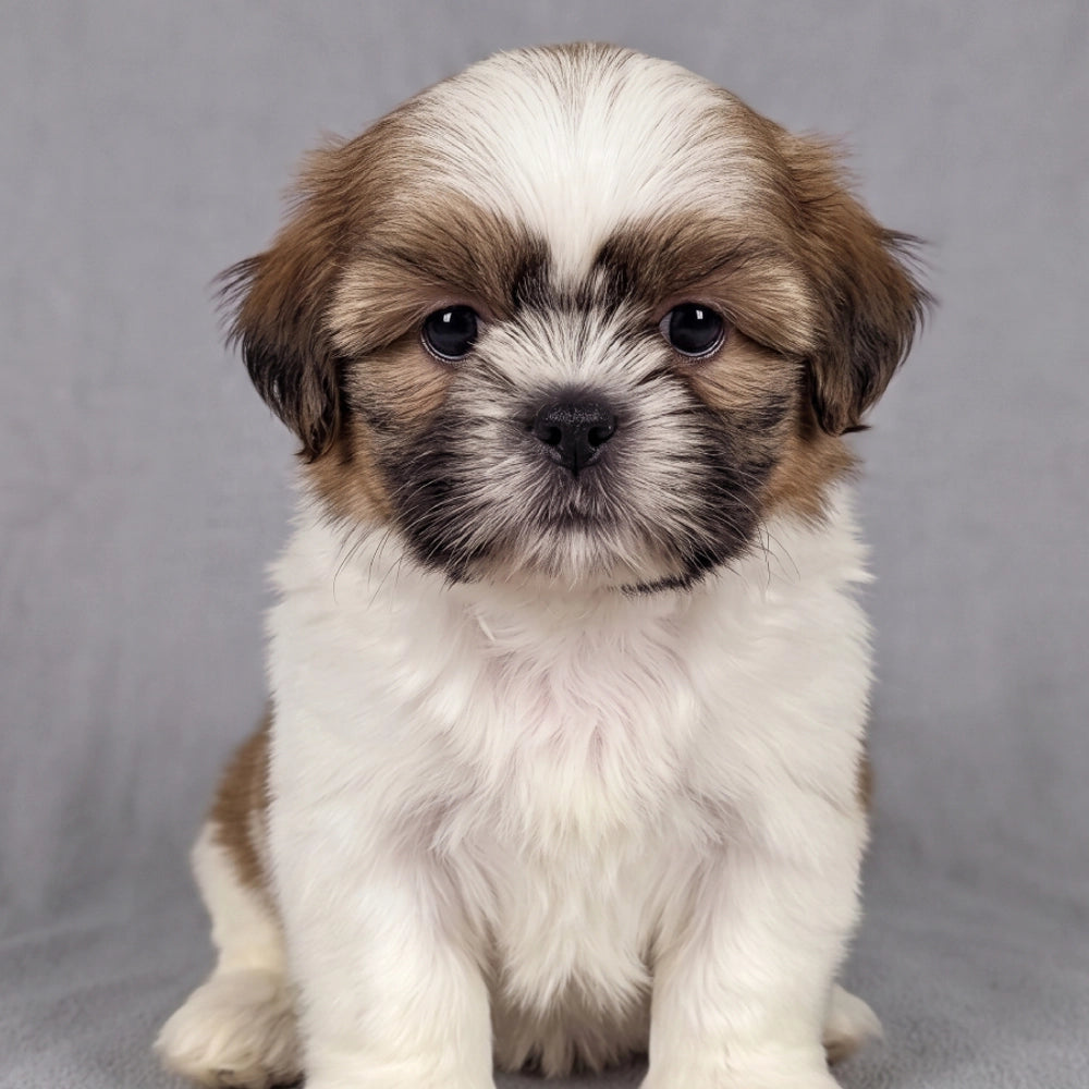 Albie
