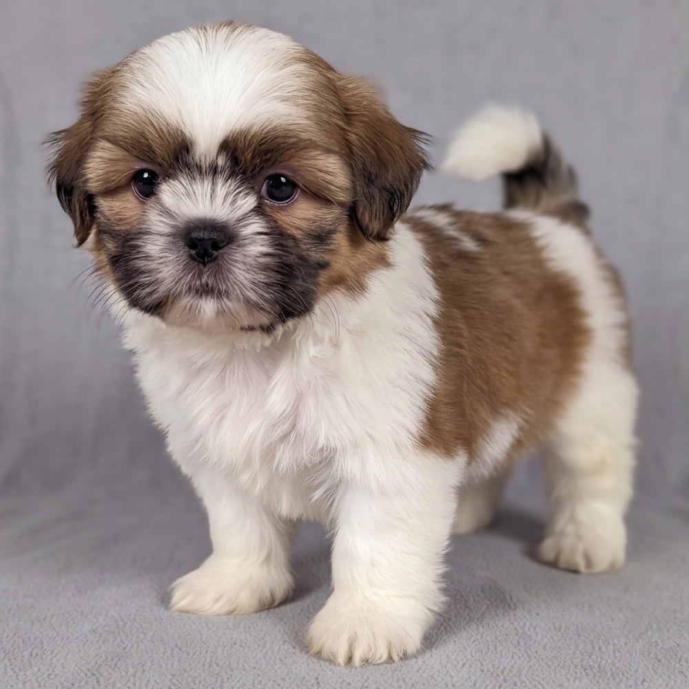 Albie