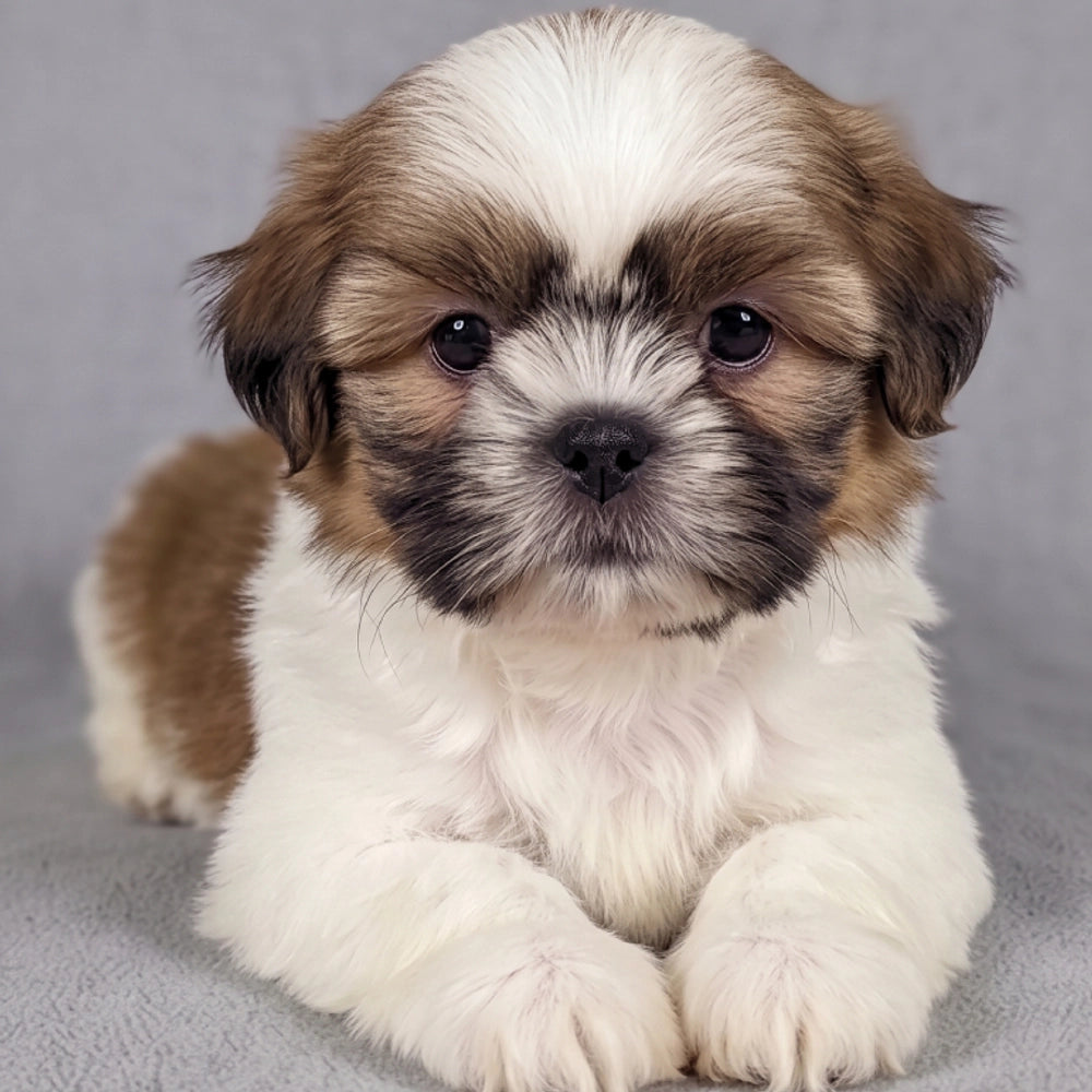 Albie