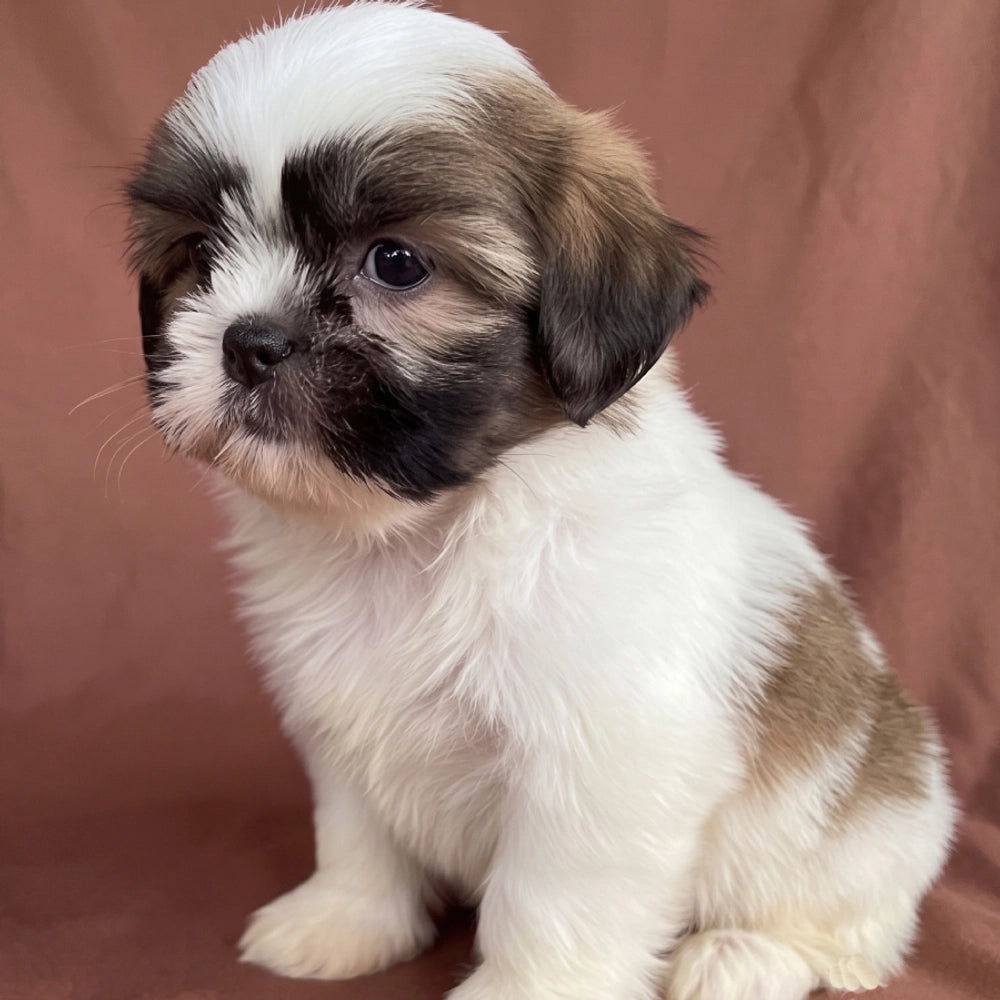 Cooper