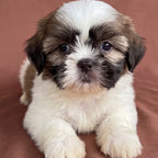 Cooper