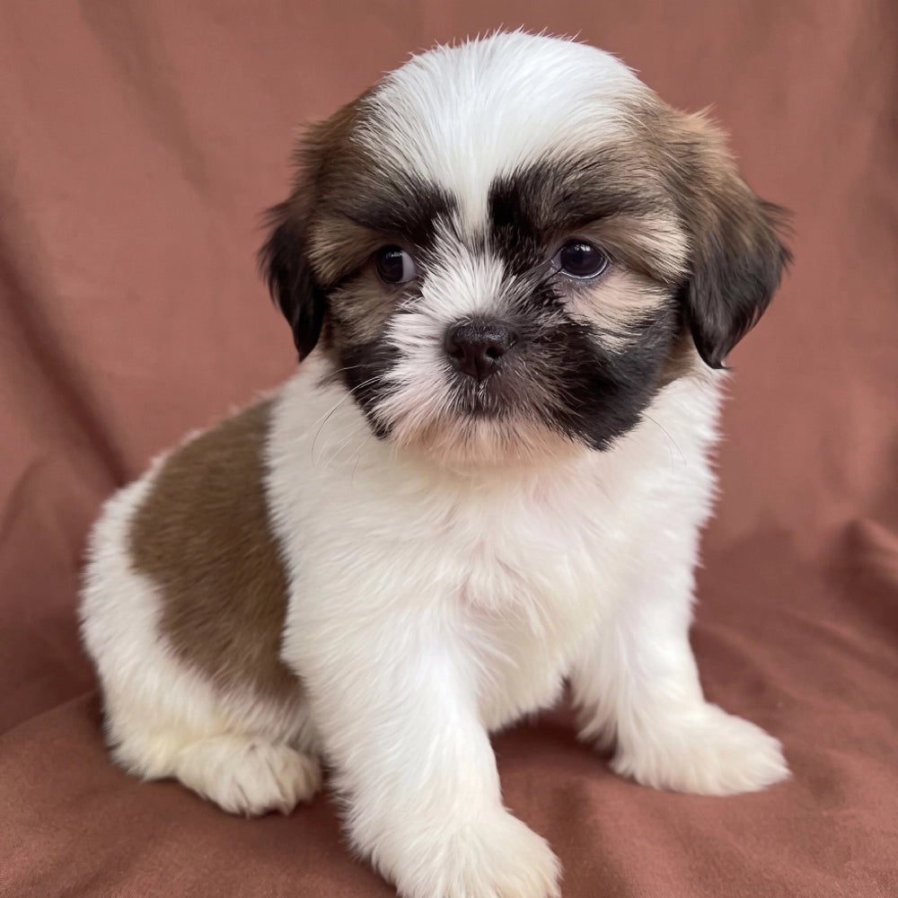 Cooper
