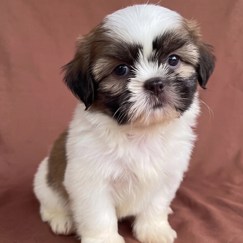 Cooper