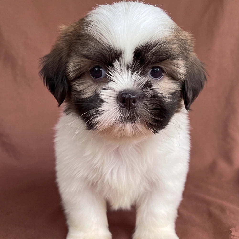 Cooper