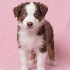 Lila