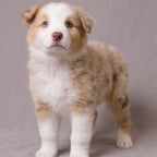 Scout
