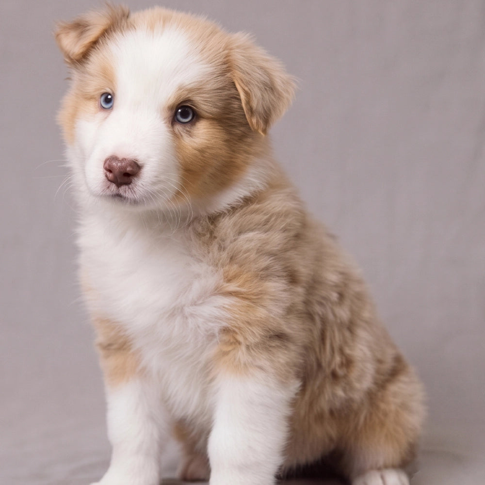 Scout