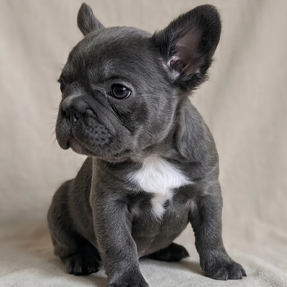 Ellie
